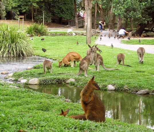 Kangaroos