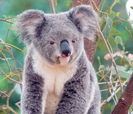 Koala